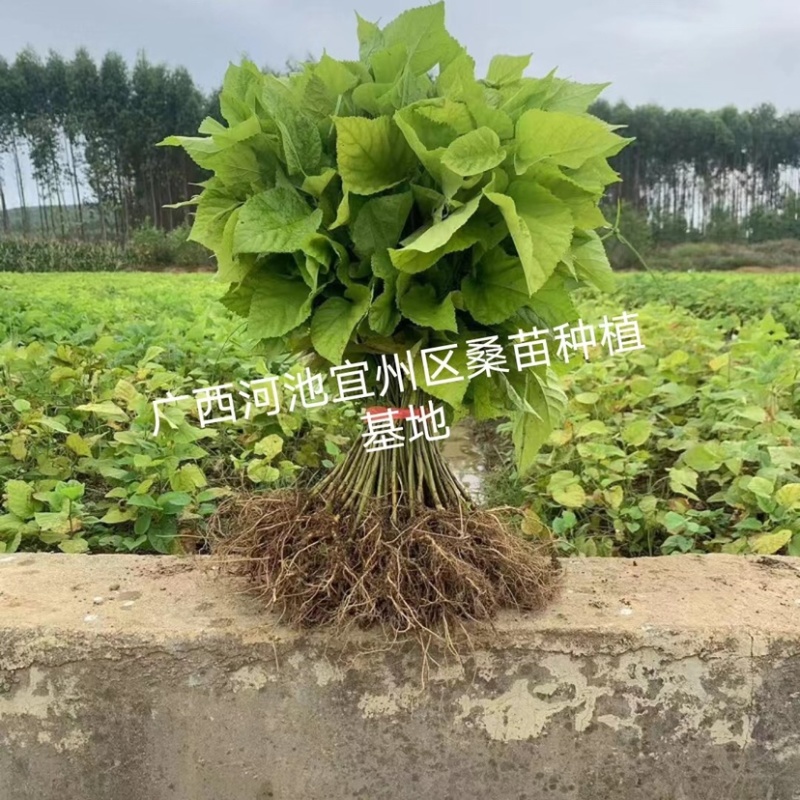 杂交桑62号养蚕大叶杂交桑苗批发，耐寒抗旱品种，包发芽。