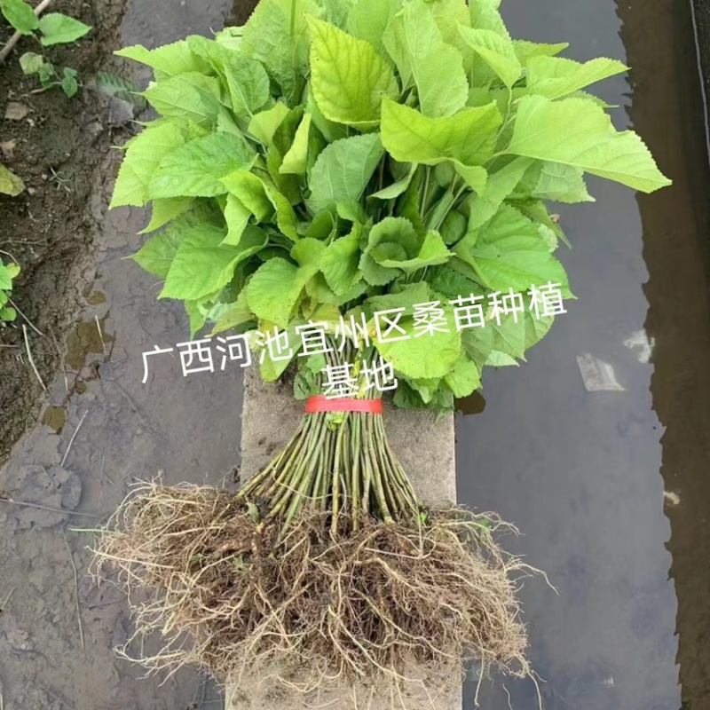 杂交桑62号养蚕大叶杂交桑苗批发，耐寒抗旱品种，包发芽。