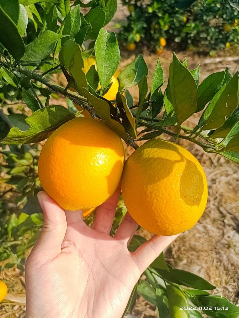 湖北宜昌纽荷尔大量上市供应商超电商市场一手货源物美价廉！