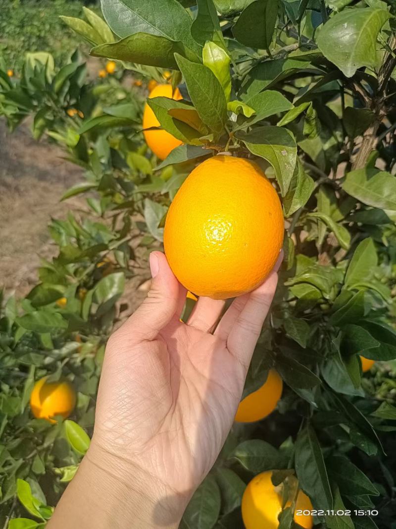 湖北宜昌纽荷尔大量上市供应商超电商市场一手货源物美价廉！