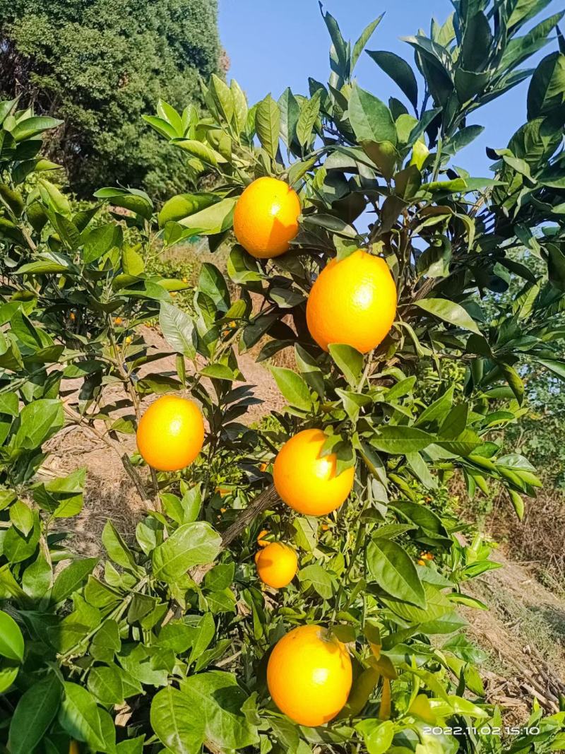 湖北宜昌纽荷尔大量上市供应商超电商市场一手货源物美价廉！