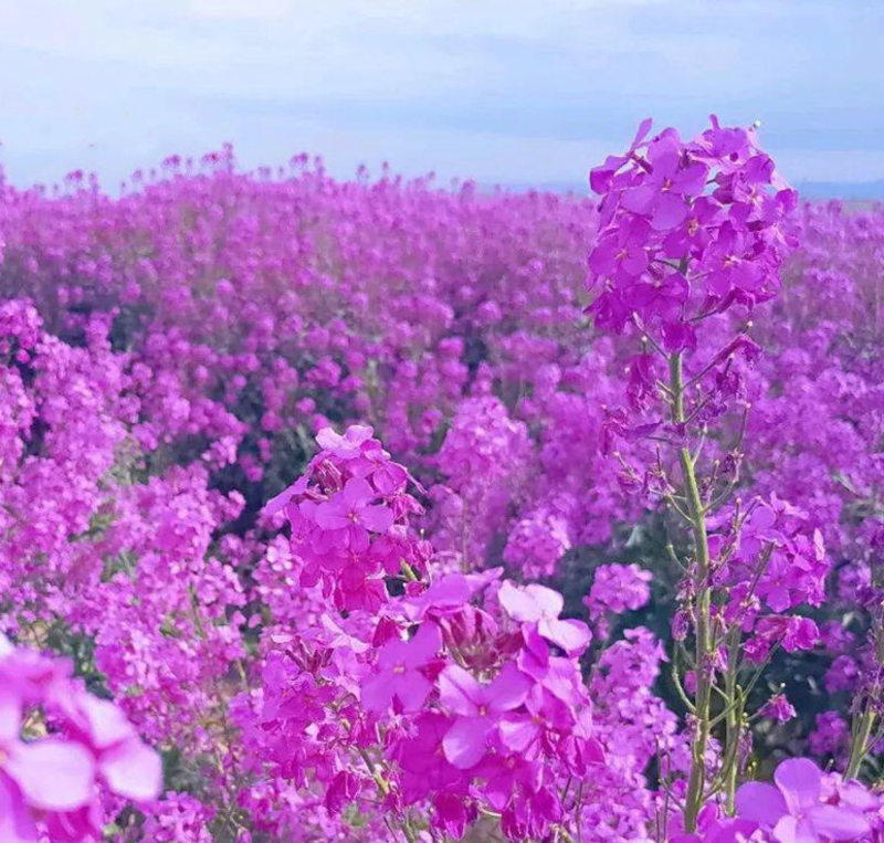 兰香芥种子彩色油菜花四季易活开花不断多年生打照花海