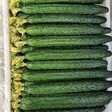 精品蜜刺黄瓜，供应电商社区团购各地市场食堂！产地直发！