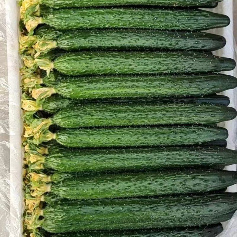 精品蜜刺黄瓜，供应电商社区团购各地市场食堂！产地直发！