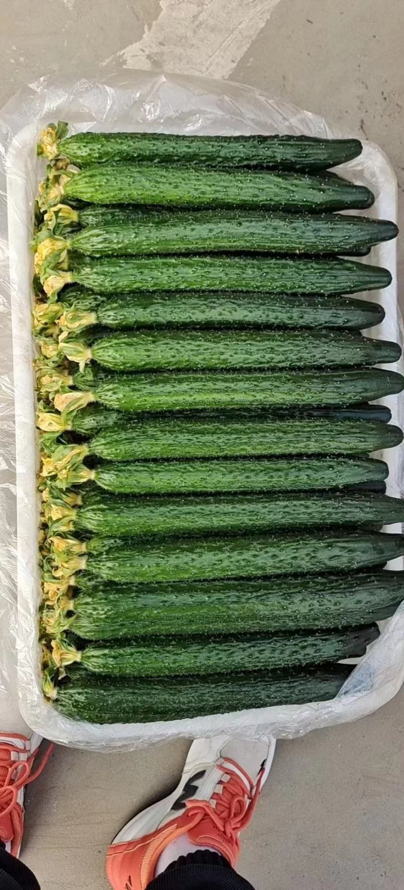 精品蜜刺黄瓜，供应电商社区团购各地市场食堂！产地直发！