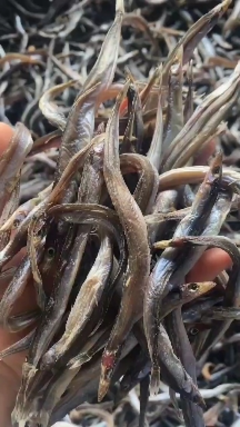 东港银鱼干，沙里钻鱼干，干度好全是籽，质量嘎嘎的