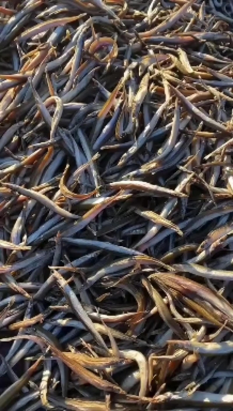 东港银鱼干，沙里钻鱼干，干度好全是籽，质量嘎嘎的