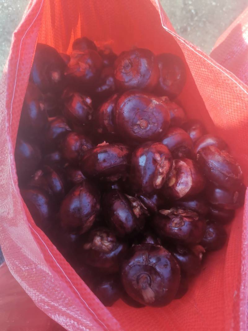 精品马蹄欢迎订购