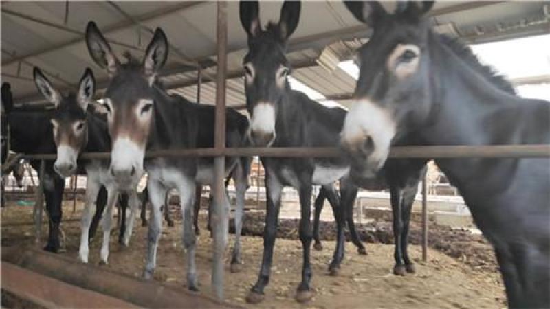 肉驴价格肉驴养殖肉驴价格表肉驴养殖技术肉驴苗那里能买到
