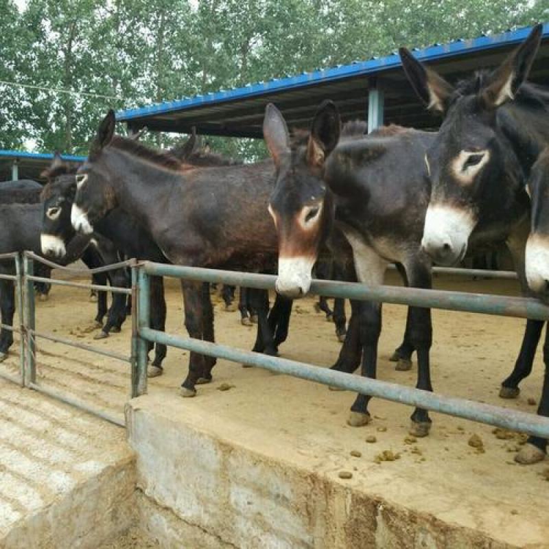 肉驴价格肉驴养殖肉驴价格表肉驴养殖技术肉驴苗那里能买到