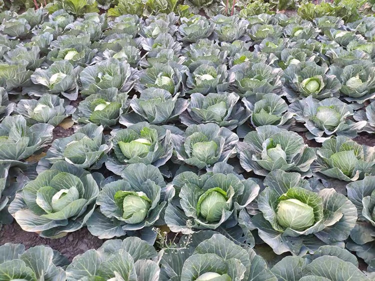 牛心包菜植株特写