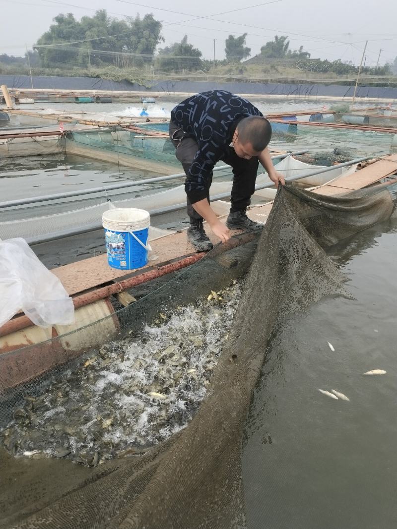 四川眉山天贵水产丁桂鱼苗规格齐全欢迎考察
