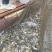 四川眉山天贵水产丁桂鱼苗规格齐全欢迎考察