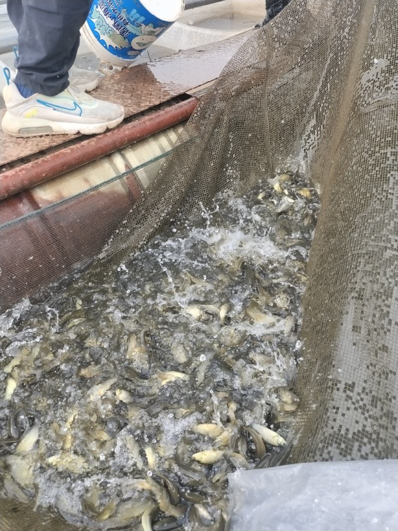 四川眉山天贵水产丁桂鱼苗规格齐全欢迎考察
