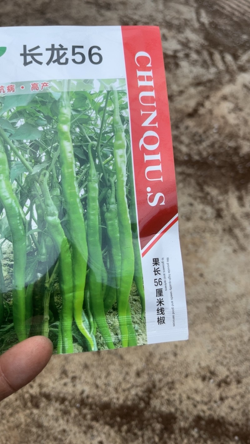 【抗病丰产】线椒苗顺直度高适合温室保护提供技术全国发货