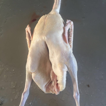 厂家供应各种白条鹅去皮鹅二光鹅三光鹅
