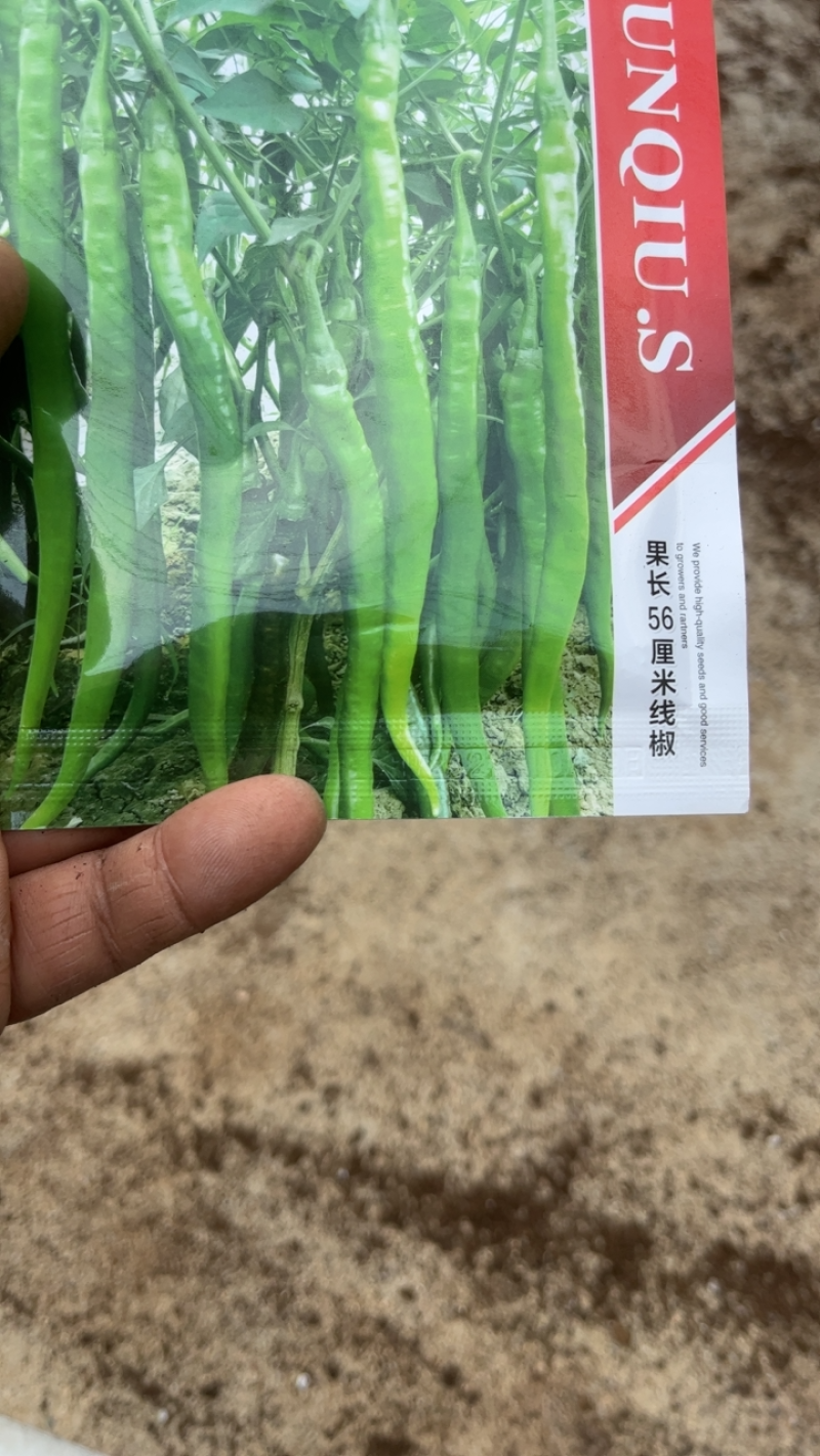 【抗病丰产】线椒苗顺直度高适合温室保护提供技术全国发货