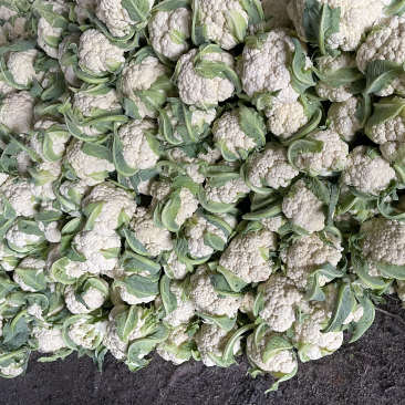 河南产地菜花有量上市