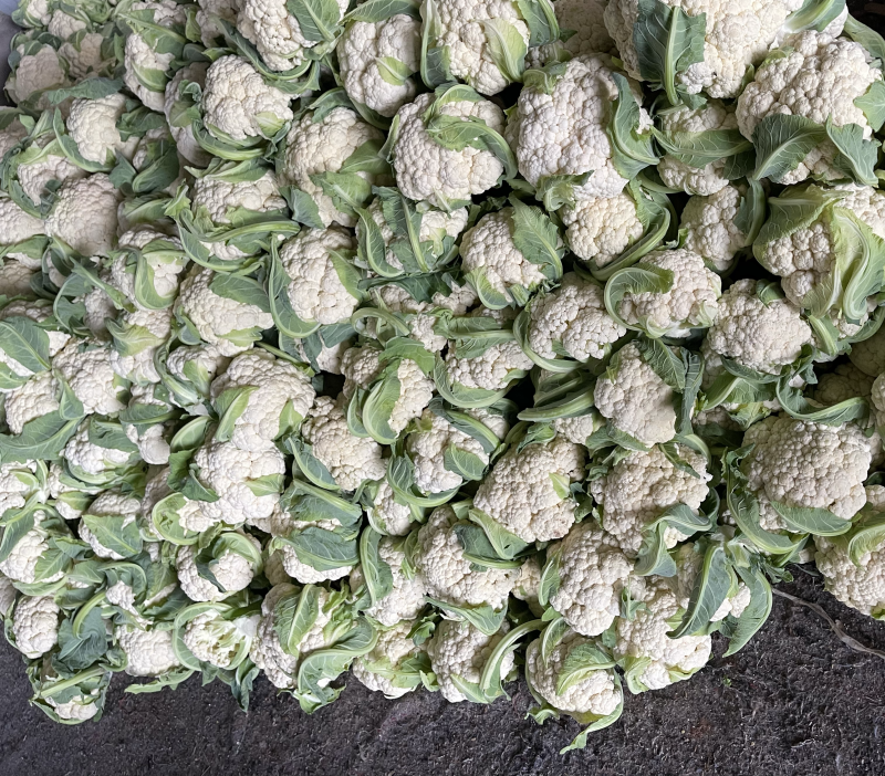 河南产地菜花有量上市