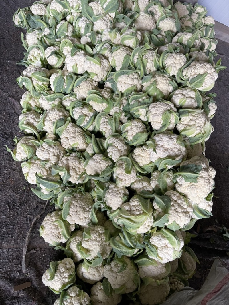 河南产地菜花有量上市