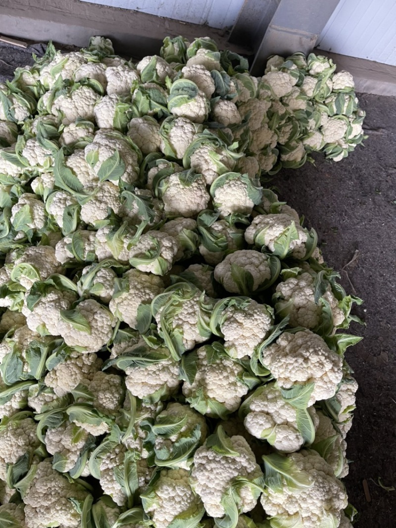 河南产地菜花有量上市
