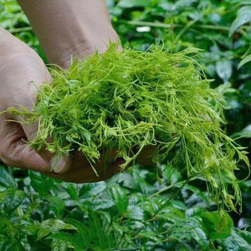 贵州藤茶