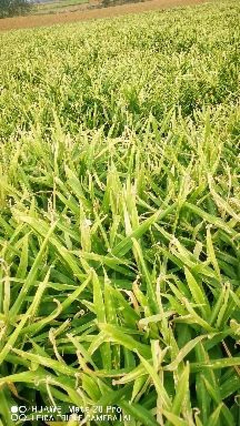 小黄姜，二黄姜，红土种植