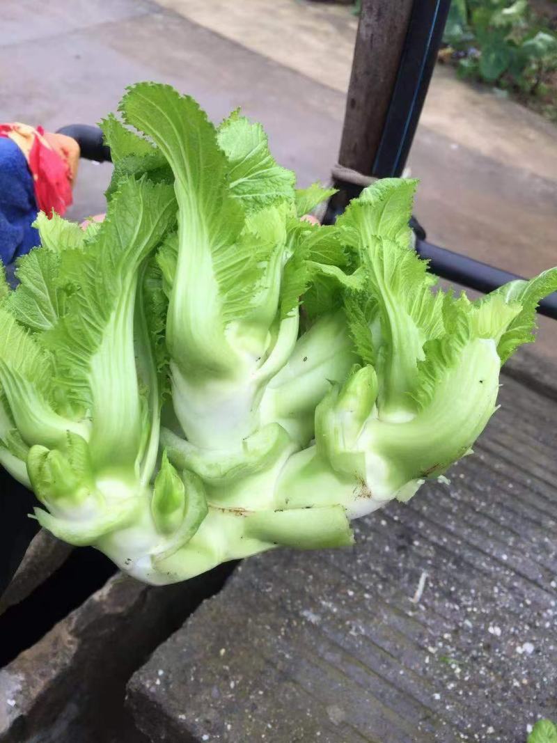 大心儿菜出来了