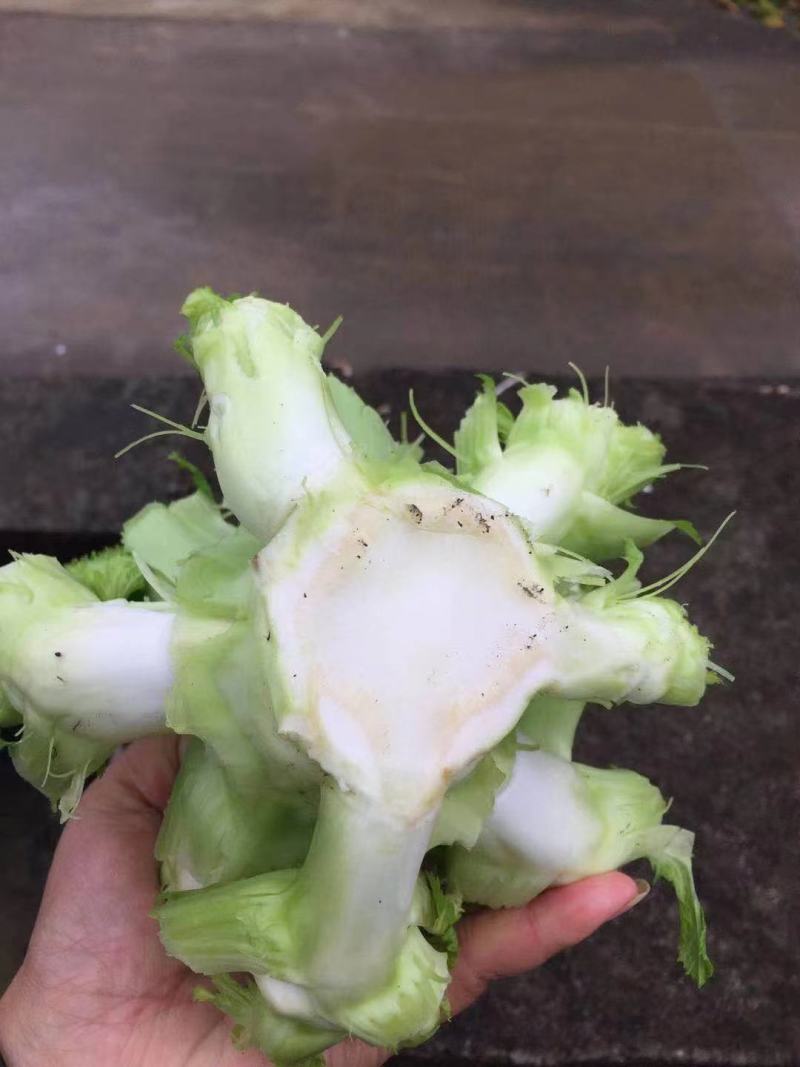 大心儿菜出来了