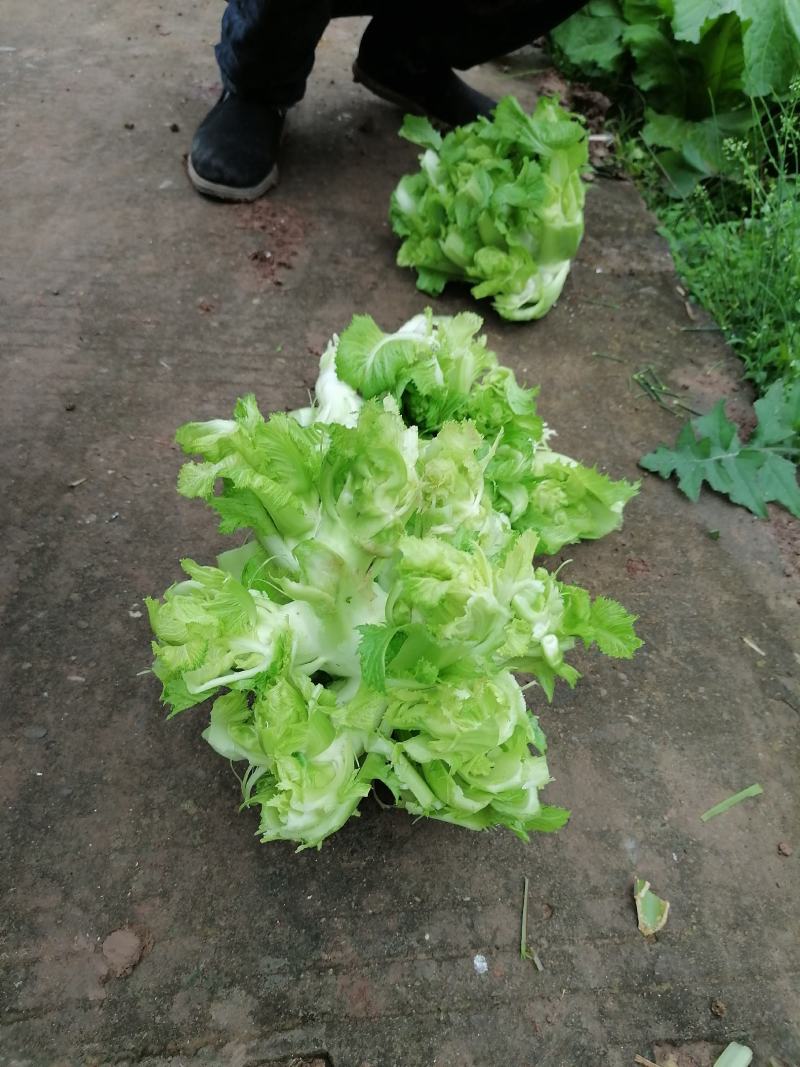 大心儿菜出来了