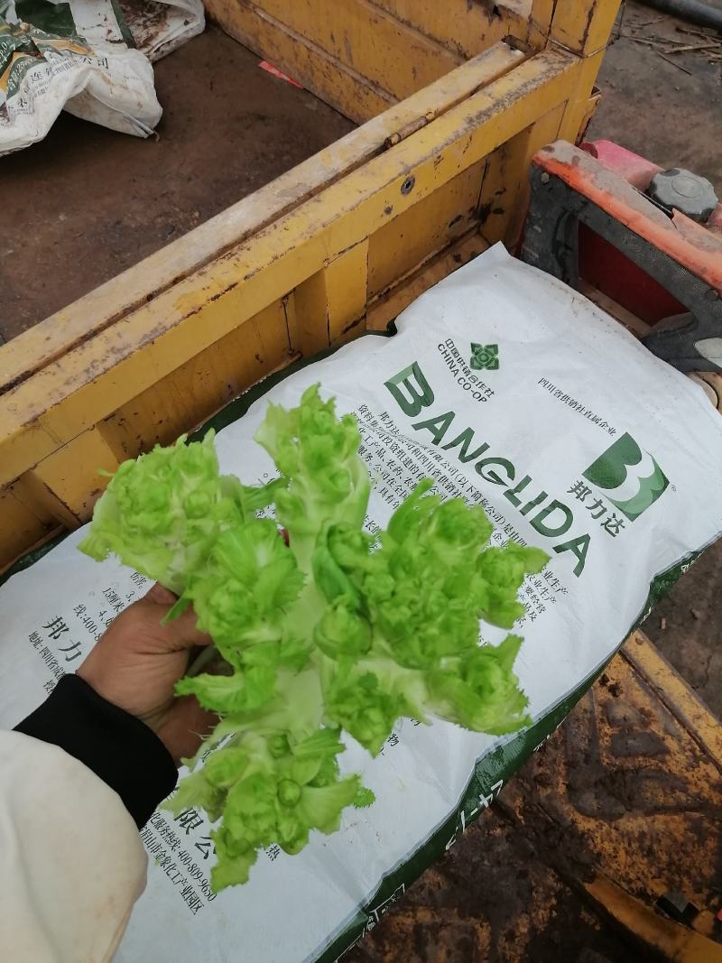 大心儿菜出来了