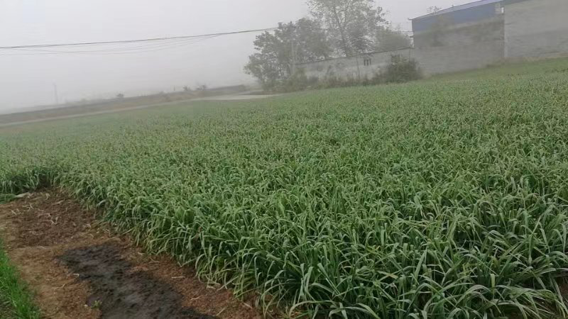 农民正在使用喷雾器对蒜苗进行病害防治 蒜苗喷药防治操作图