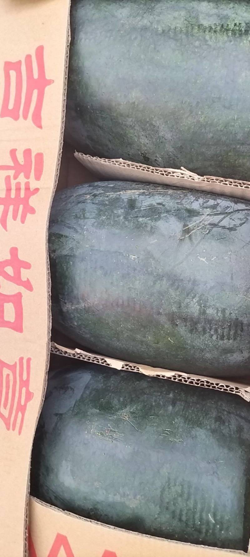 【优选精品】万亩黑美人西瓜基地对接各大电商商超社区团购