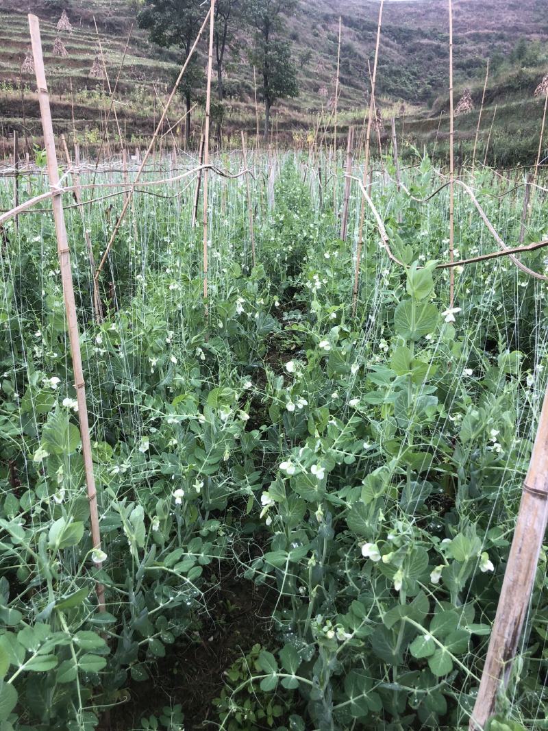 长寿仁豌豆，甜豌豆，青豌豆，儿菜