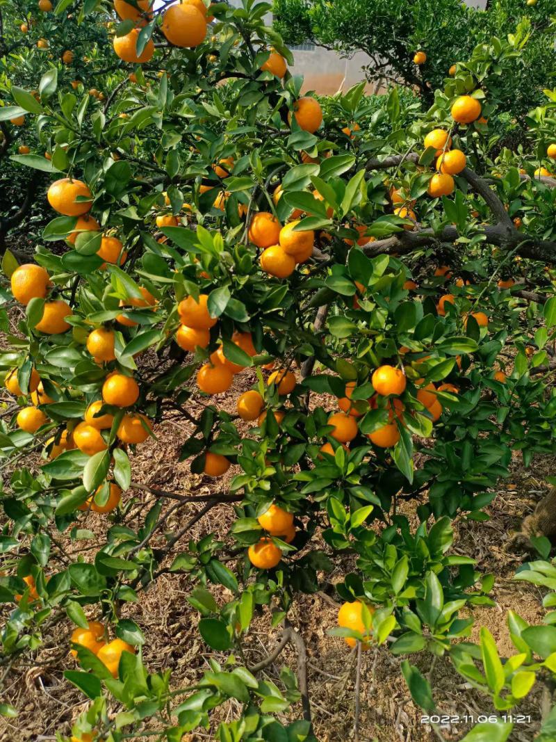 湖北宜昌特早高山蜜橘，皮薄纯甜化渣无籽，大量上市