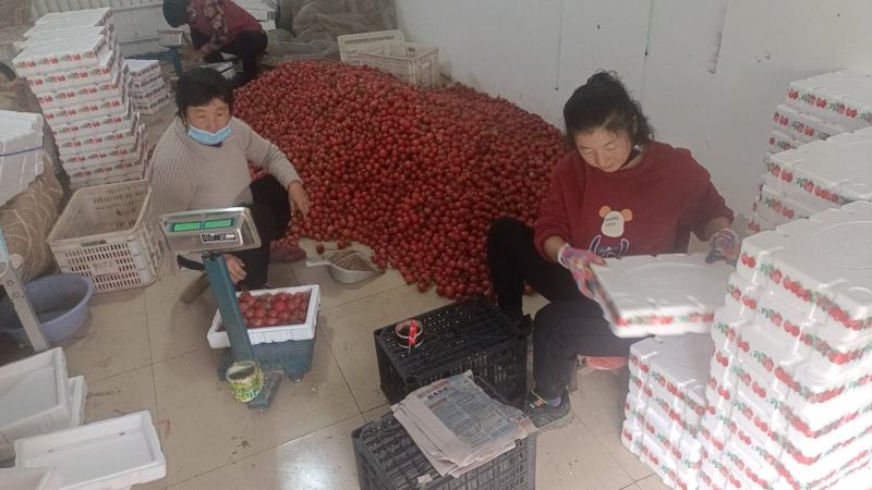 寿光四色圣女果各种颜色可随意搭配