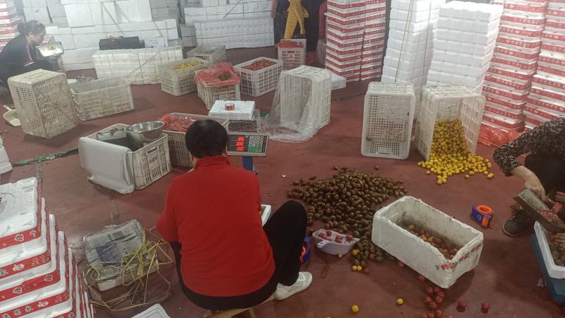 寿光四色圣女果各种颜色可随意搭配