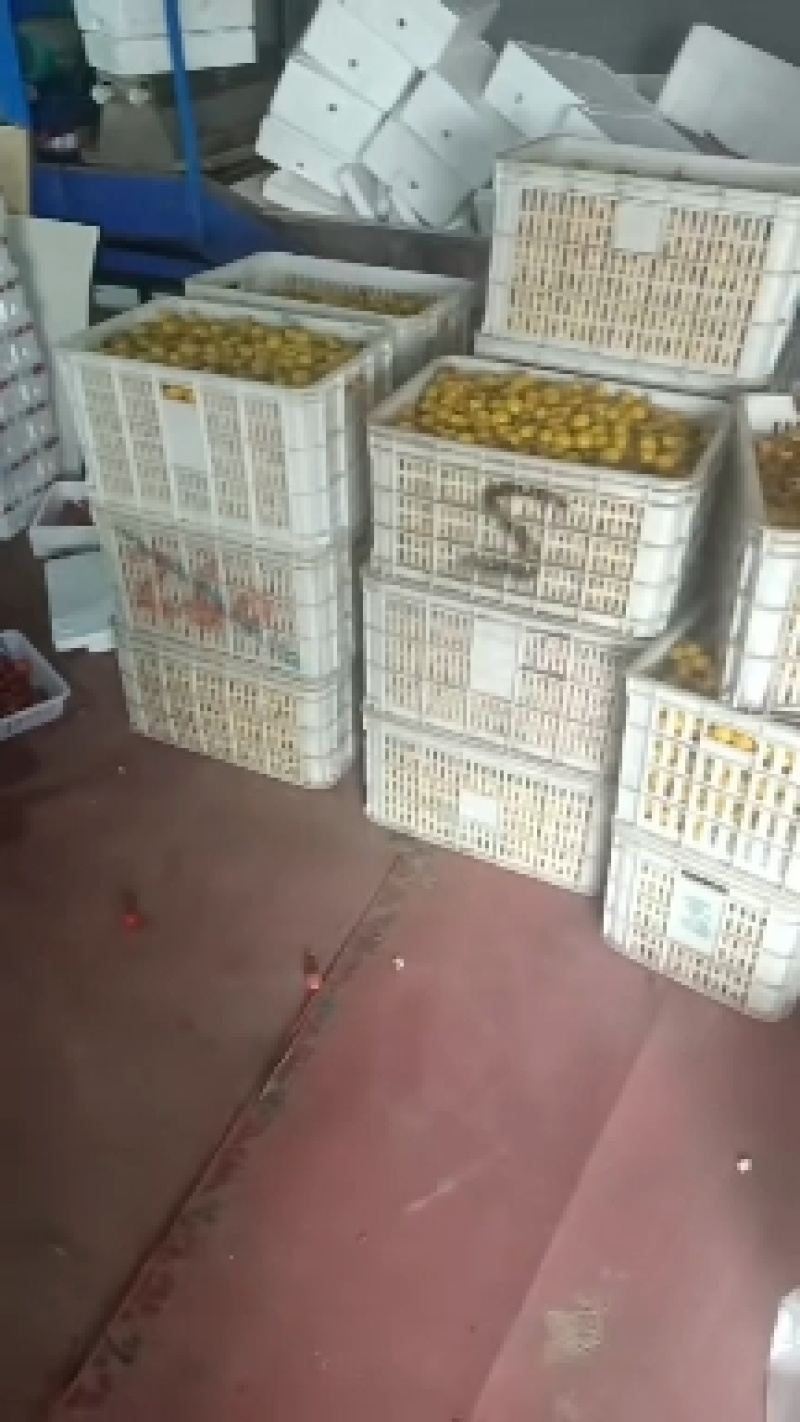 寿光四色圣女果各种颜色可随意搭配