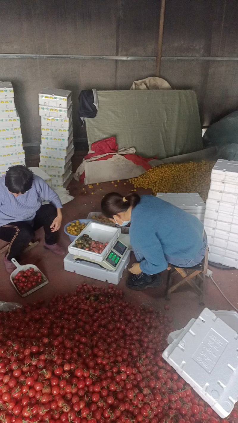 寿光四色圣女果各种颜色可随意搭配