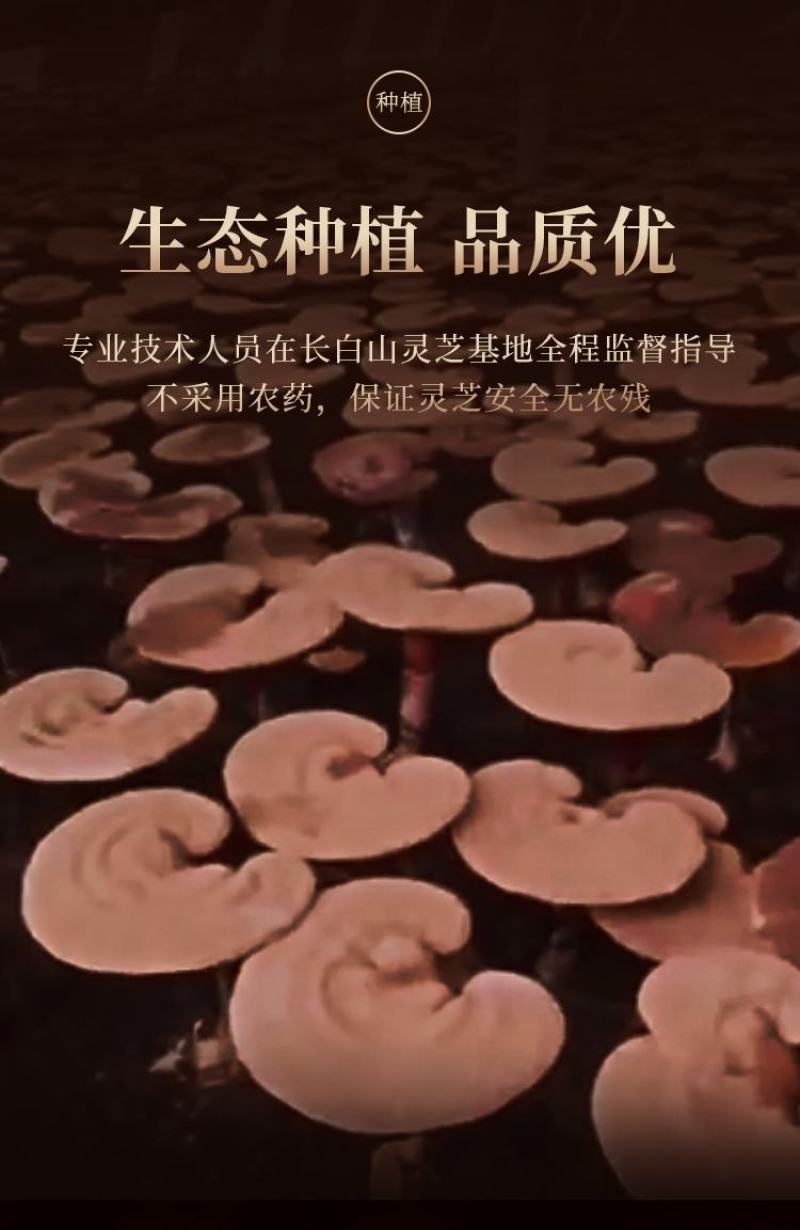 灵芝孢子粉长白山灵芝孢子粉新粉现货直邮