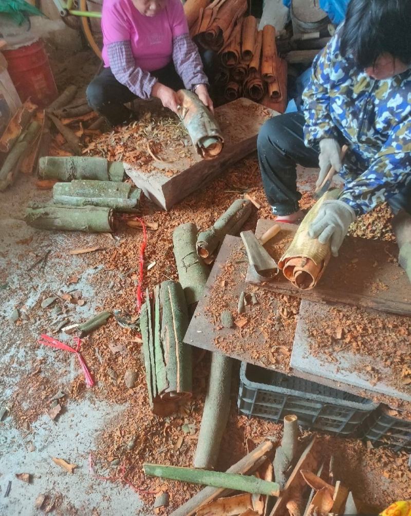 广西平南桂皮刮皮桂通自采生晒精选农家货一件代发