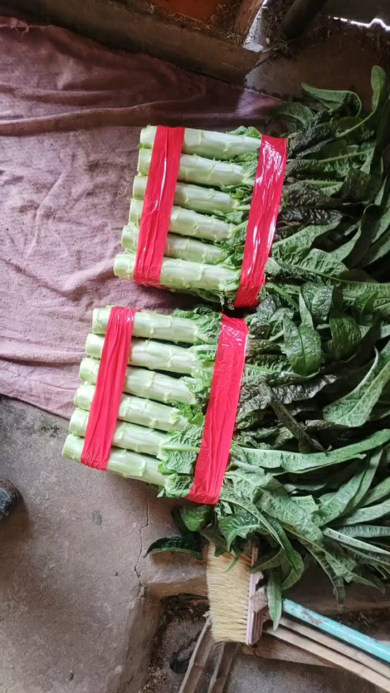 湖北宜昌当阳优质红尖叶香莴笋大量上市，无空心质量好。
