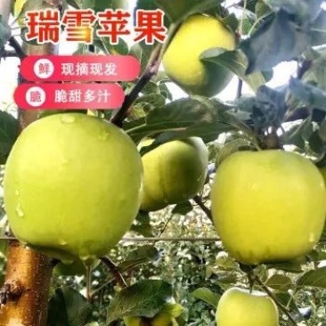 瑞雪苹果陕西富平瑞雪苹果整箱精品苹果包邮