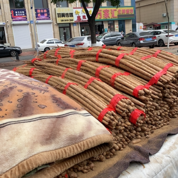 正宗铁棍山药