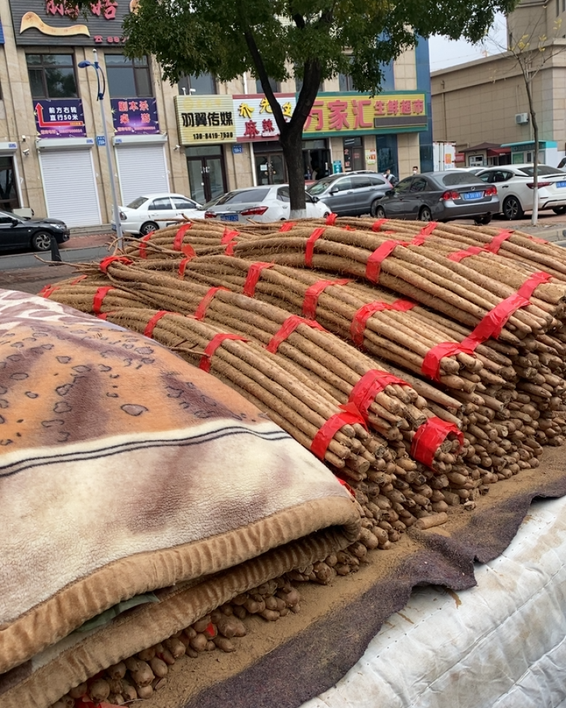 正宗铁棍山药