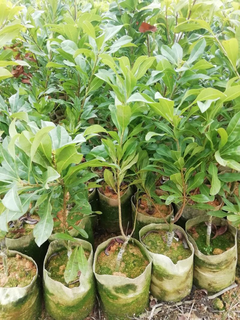 东魁杨梅苗嫁接杨梅树苗带杯带叶发货成活率高