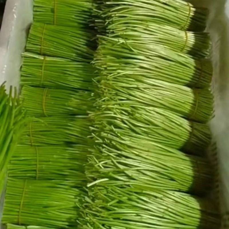 精品芦蒿