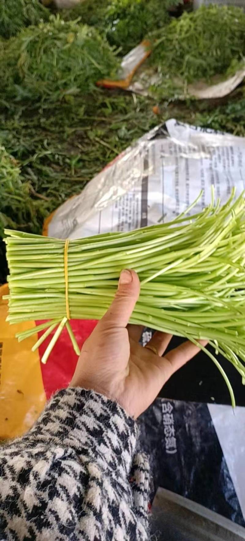 精品芦蒿