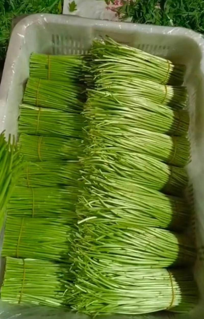 精品芦蒿