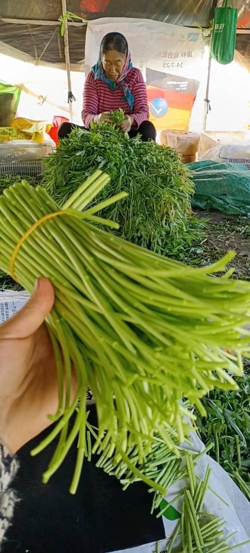 精品芦蒿